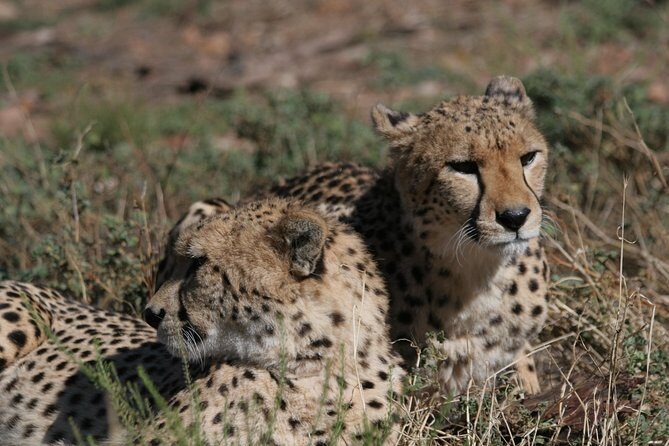 Aquila Safari Private Game Reserve Early Morning Game Drive - What’s Included and What’s Not