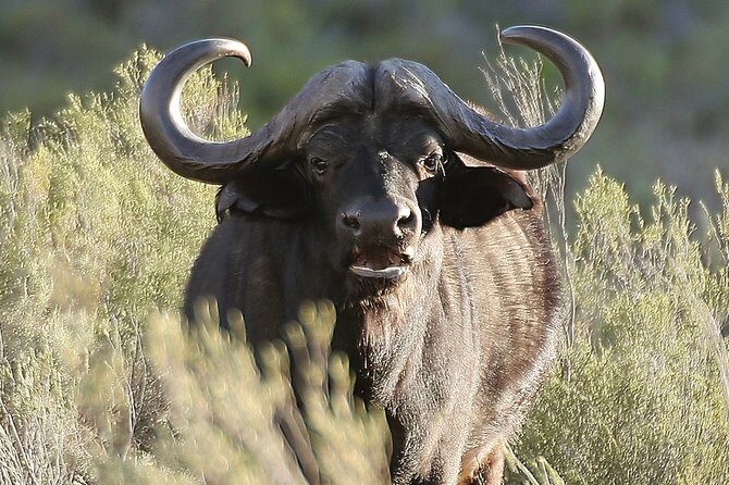 Aquilla BIG5 private Safari Cape Town - The Value and Overall Experience