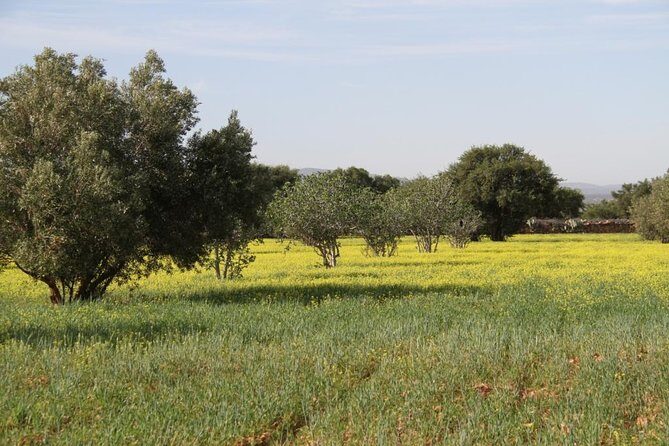 Argan Forest, tea time at a Berbers family & Visit of an Argan cooperative. - Who Should Consider This Tour?