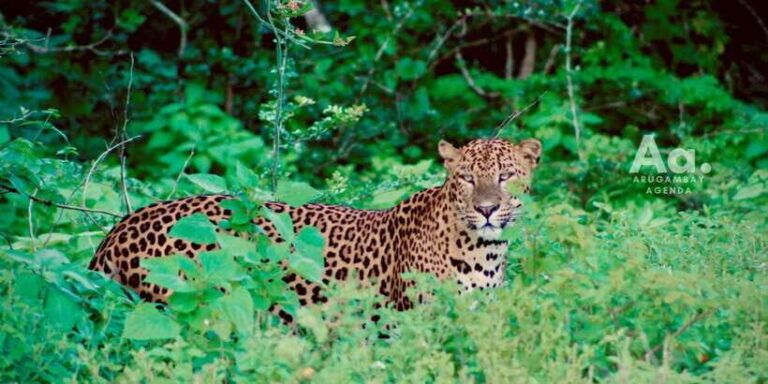 Arugambay to Yala: Wild Safari + Drop-off Flexibility - Analyzing the Value