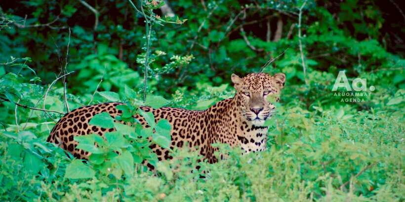 Arugambay to Yala: Wild Safari + Drop-off Flexibility - Analyzing the Value