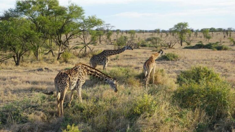 Arusha: 1-Day Wildlife Safari to Tarangire National Park - The Transport and Comfort Factor