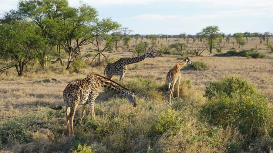 Arusha: 1-Day Wildlife Safari to Tarangire National Park - The Transport and Comfort Factor