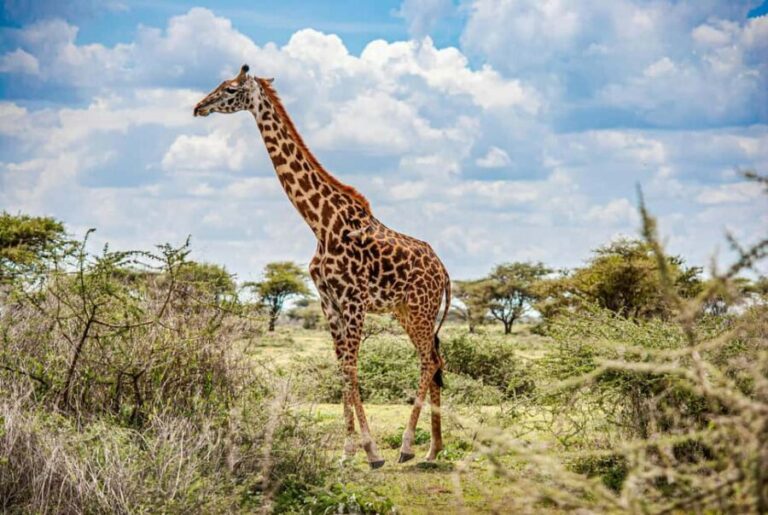 Arusha: 2 Day Big Five Safari to Tarangire & Ngorongoro - Why Travelers Love This Tour
