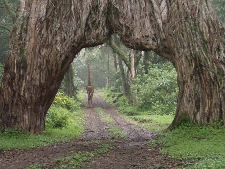 Arusha: 2-Day Camping Safari with Game Drives and Hikes - What’s Included and What’s Not