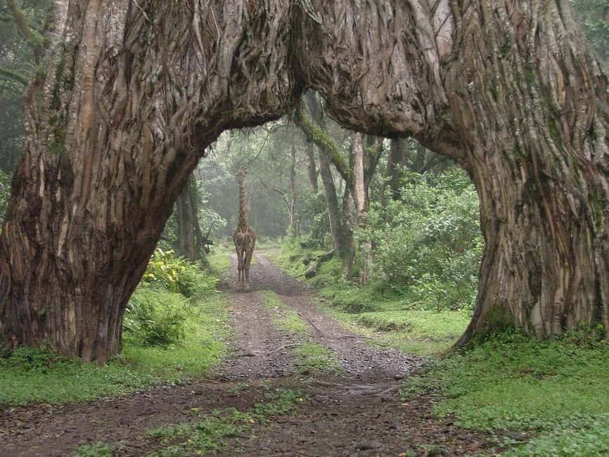 Arusha: 2-Day Camping Safari with Game Drives and Hikes - What’s Included and What’s Not