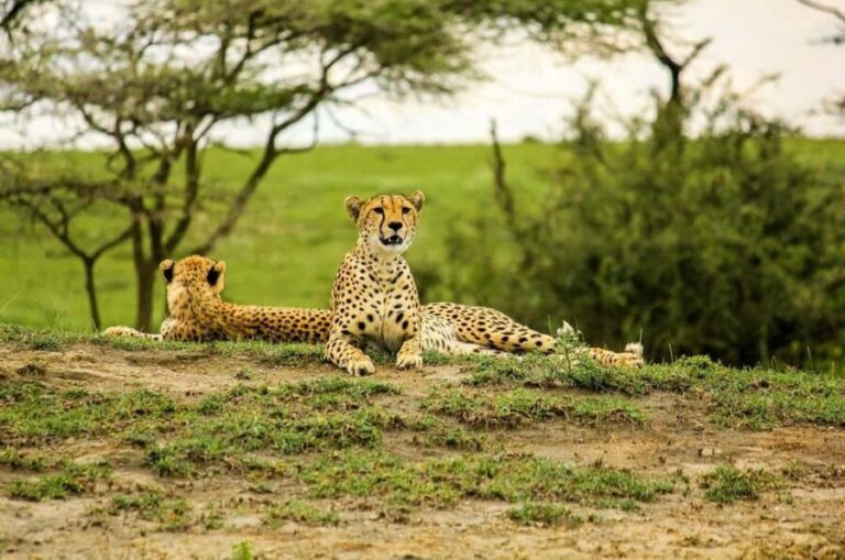 Arusha: 3-Day Honeymoon Safari in Serengeti National Park - Final Thoughts