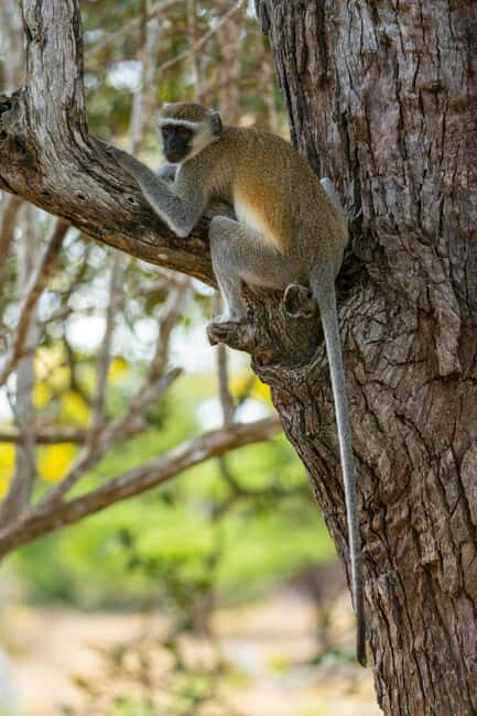 Arusha: 3-Day Materuni Waterfalls and Tarangire Safari - What Travelers Say and Why It Matters
