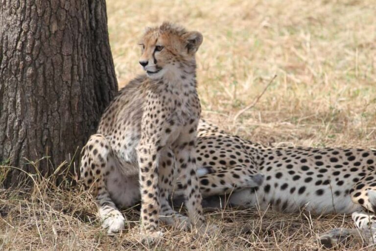 Arusha: 3-Day Safari to Tarangire and Ngorongoro Crater - What’s Included and What You Should Consider