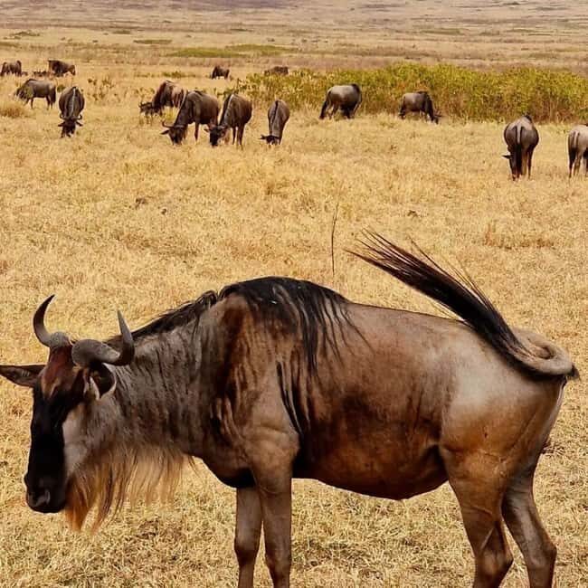 Arusha: 3-Day Safari to Tarangire, Lake Manyara & Ngorongoro - What Sets This Tour Apart