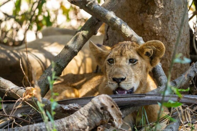 Arusha: 3-Day Safari with Hot Air Balloon for Honeymooners - What’s Included and What to Expect