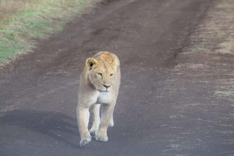 Arusha: 3-Day Serengeti and Ngorongoro Crater Safari - What’s Included and What’s Not
