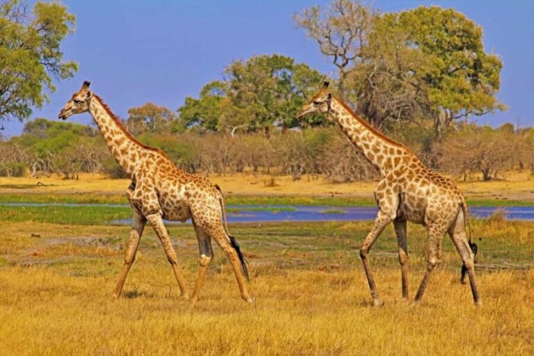 Arusha: 3-Day Serengeti Hot Air Balloon Safari & Flights - The Value Proposition: Is It Worth It?