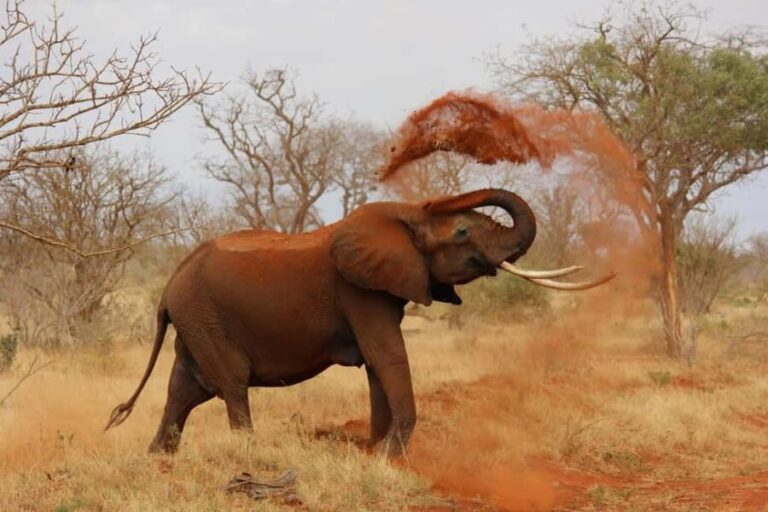 Arusha: 3-Day Tanzania Budget-Friendly Camping Safari - What Travelers Say