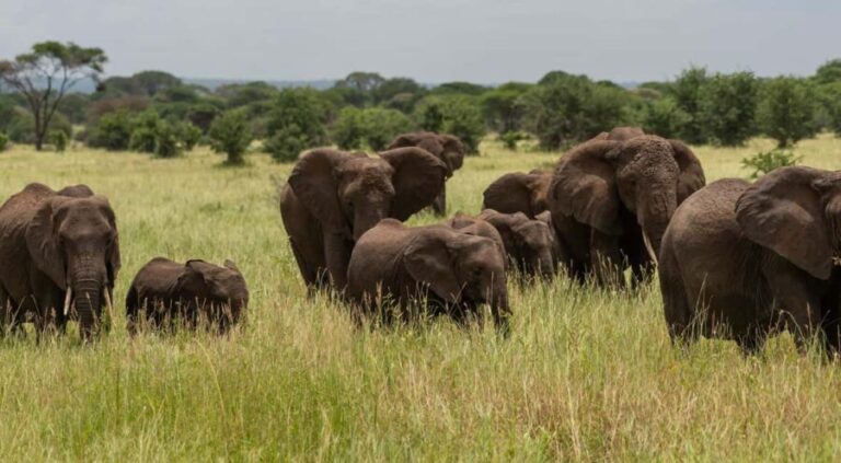 Arusha: 3-Day Tarangire and Ngorongoro Crater Safari - Practical Tips for the Trip