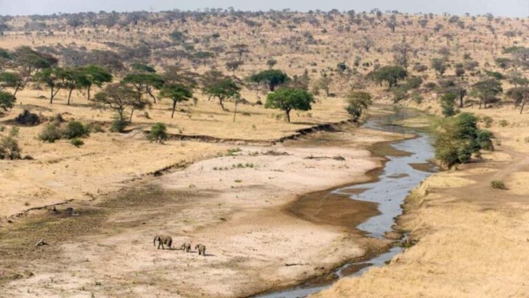 Arusha: 3-Day Tarangire National Park & Lake Natron Tour - Day 1: Safari Adventures in Tarangire National Park