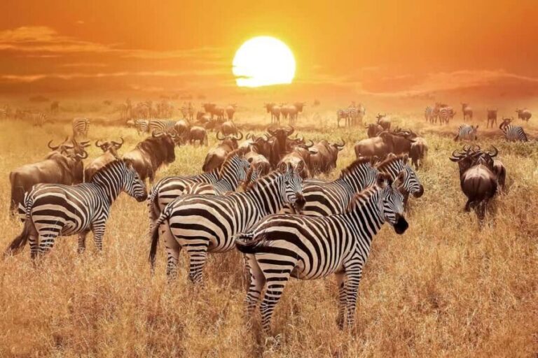 Arusha: 3-Days Serengeti Safari Thrills - The Second Day: The Highlight—Balloon Safari & Southern Plains