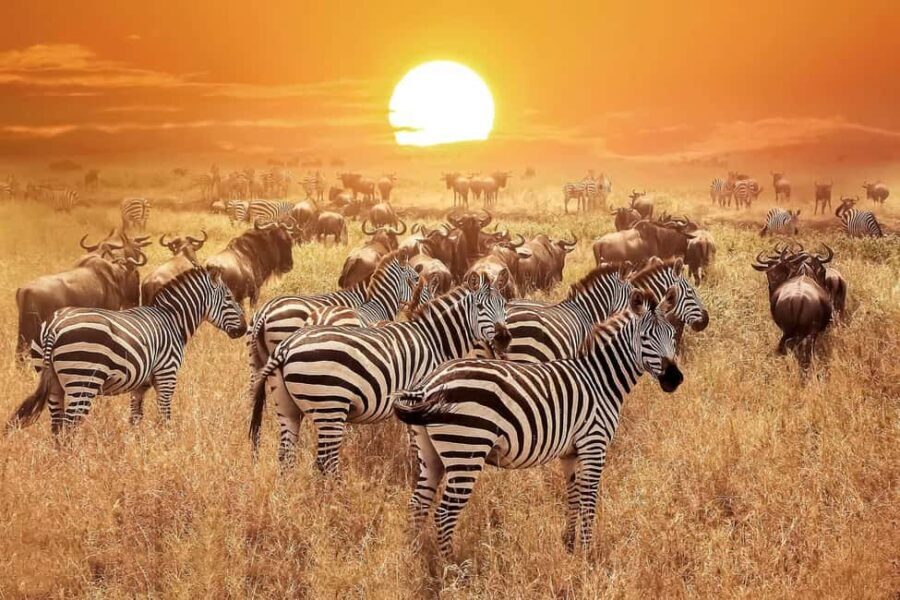 Arusha: 3-Days Serengeti Safari Thrills - The Second Day: The Highlight—Balloon Safari & Southern Plains