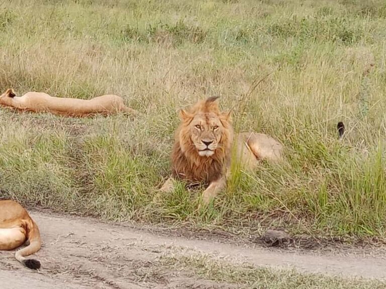 Arusha: 4-Day Budget Camping Safari - Key Points