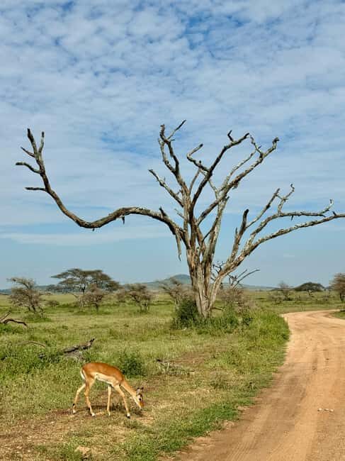 Arusha: 4-Day Ngorongoro, Tarangire, and Materuni Lodge Tour - What’s Included and What’s Not