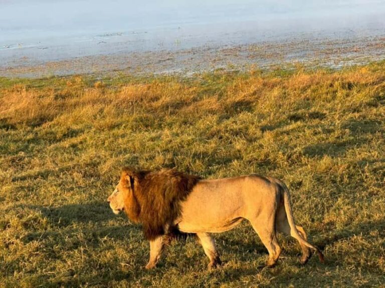 Arusha: 4-Day Safari to Tarangire, Serengeti, and Ngorongoro - How Value Is Delivered