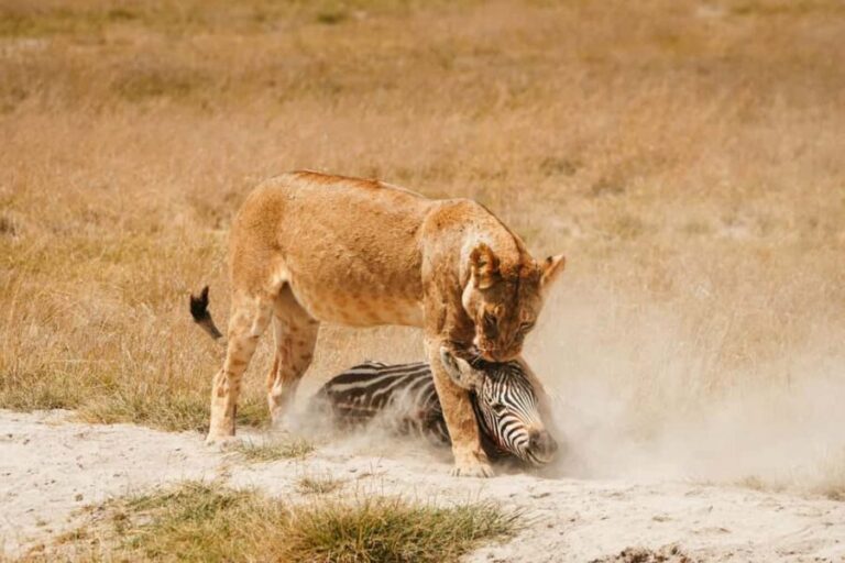 Arusha: 4-Day Safari to Tarangire, Serengeti, and Ngorongoro - What’s Included and What to Expect