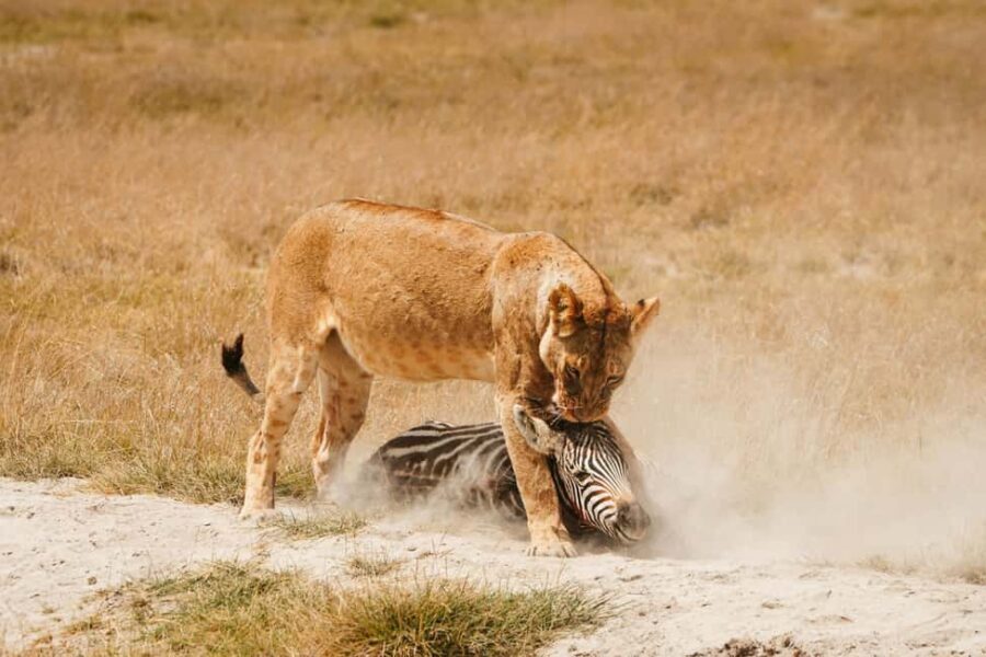 Arusha: 4-Day Safari to Tarangire, Serengeti, and Ngorongoro - What’s Included and What to Expect
