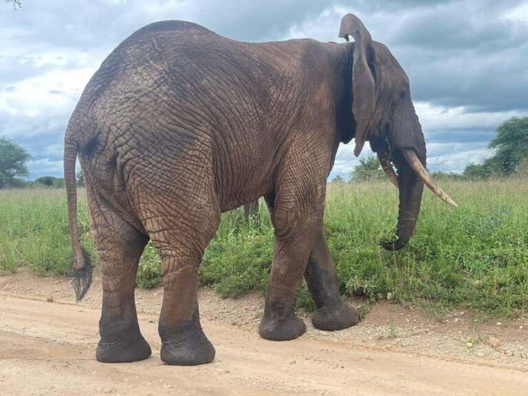 Arusha: 4-Day Safari with Full-Board Accommodations - Deep Dive: The Itinerary Breakdown