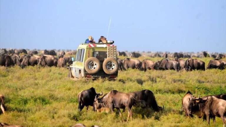 Arusha: 4-Day Serengeti and Ngorongoro Crater Safari - Day 2: Full Day in the Serengeti
