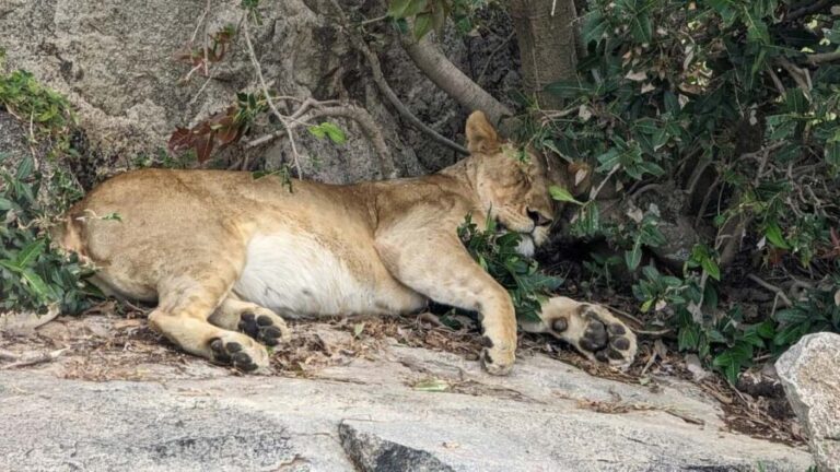 Arusha: 4-Day Tarangire, Serengeti, and Ngorongoro Safari - Whats Included and What to Consider