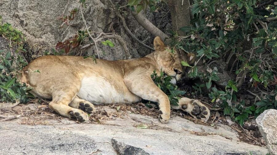 Arusha: 4-Day Tarangire, Serengeti, and Ngorongoro Safari - Whats Included and What to Consider