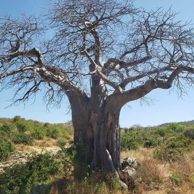 Arusha: 5-Day Budget Tanzania Safari - Key Points