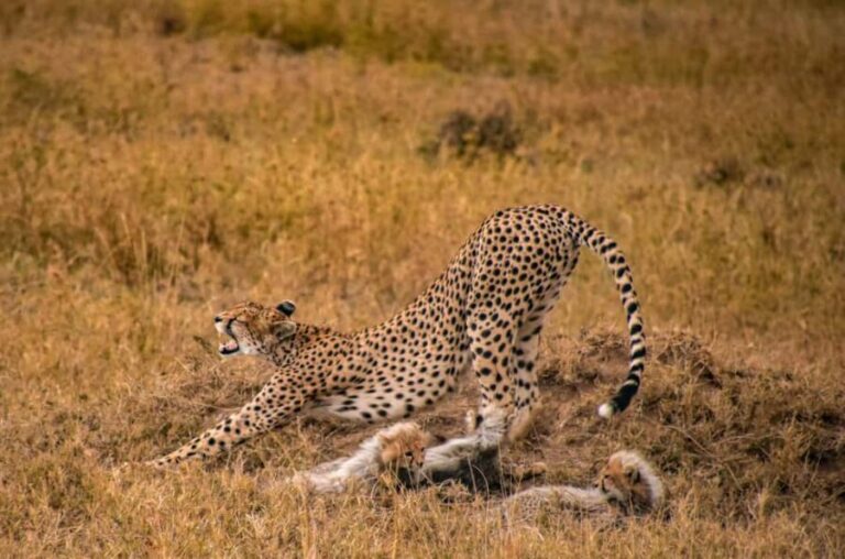 Arusha: 5-Day Joining Safari with Mount Kilimanjaro Day Hike - What’s Included and What’s Not