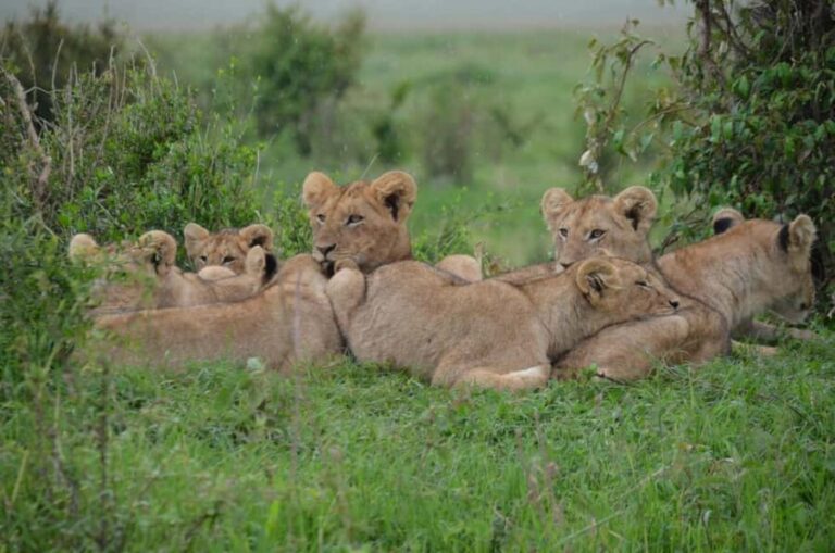 Arusha: 5-Day Private Mid Range Safari with Eyasi And Natron - The Value of This Safari Experience