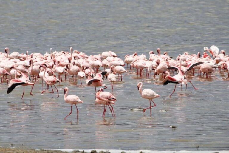 Arusha: 5-Day Safari to Tarangire, Lake Manyara, and - Final Thoughts: Who Is This Safari Best For?