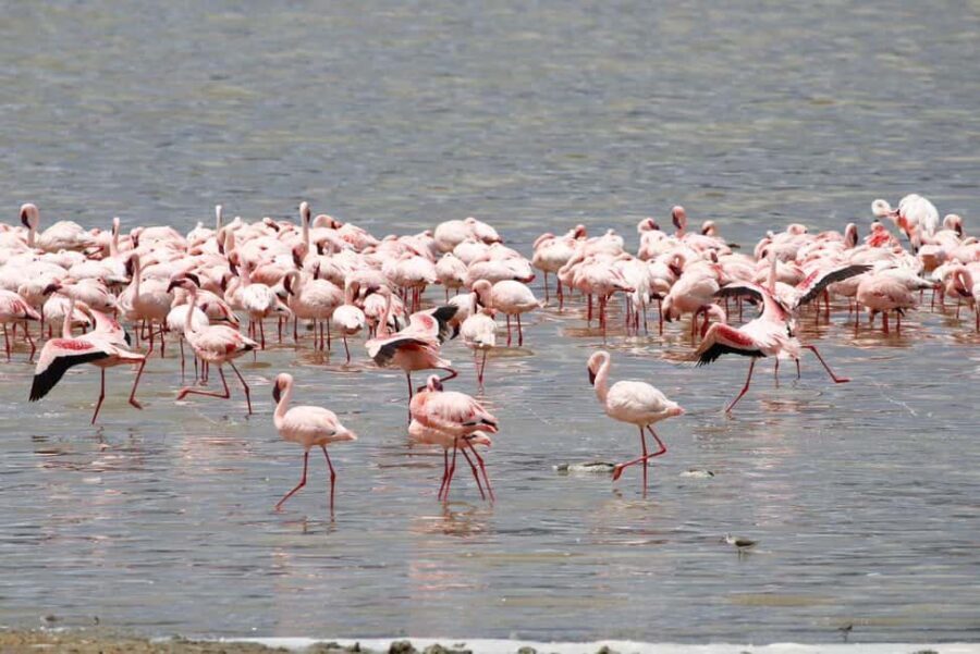 Arusha: 5-Day Safari to Tarangire, Lake Manyara, and - Final Thoughts: Who Is This Safari Best For?