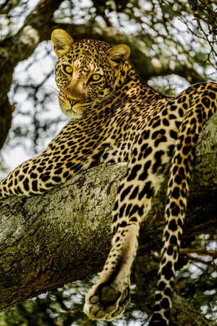 Arusha: 5-Day Safari to Tarangire, Serengeti, and Ngorongoro - What We Loved About This Safari