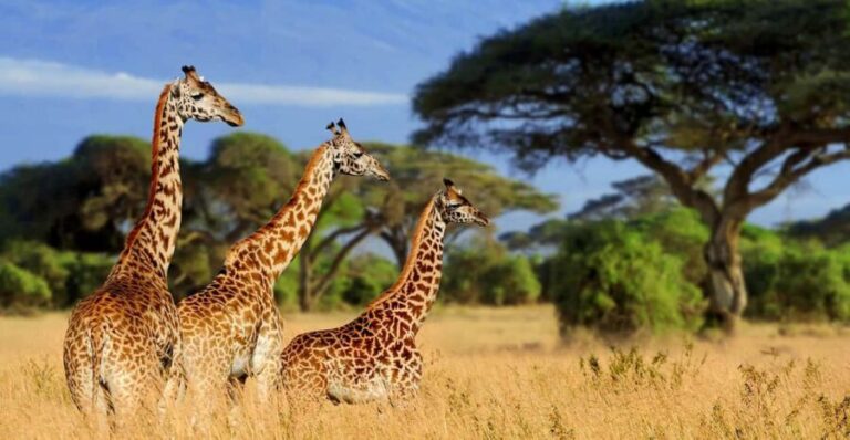 Arusha: 5-Day Top-notch Safari in Endless Plain - What Makes This Tour Stand Out?