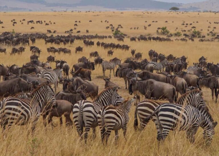 Arusha: 5-Day Wildebeest Migration Safari with Accommodation - What’s Included and What’s Not