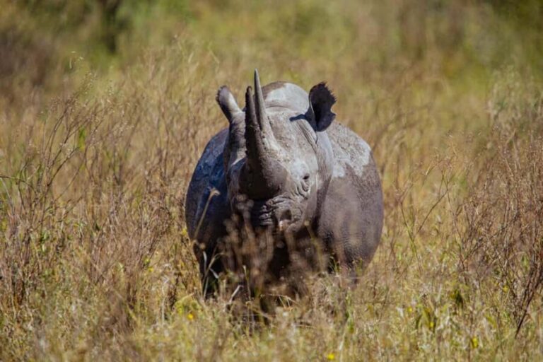 Arusha: 5-Days Budgeted Safari in Serengeti National Park - Introduction to the Serengeti Safari Experience