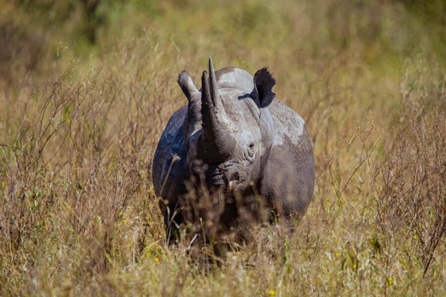 Arusha: 5-Days Budgeted Safari in Serengeti National Park - Introduction to the Serengeti Safari Experience