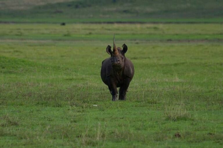 Arusha: 5 Days Safari to Lake Manyara, Serengeti, Ngorongoro - The Itinerary Breakdown