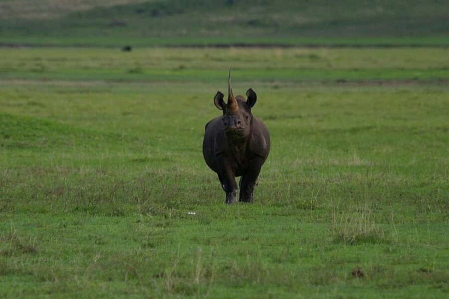 Arusha: 5 Days Safari to Lake Manyara, Serengeti, Ngorongoro - The Itinerary Breakdown