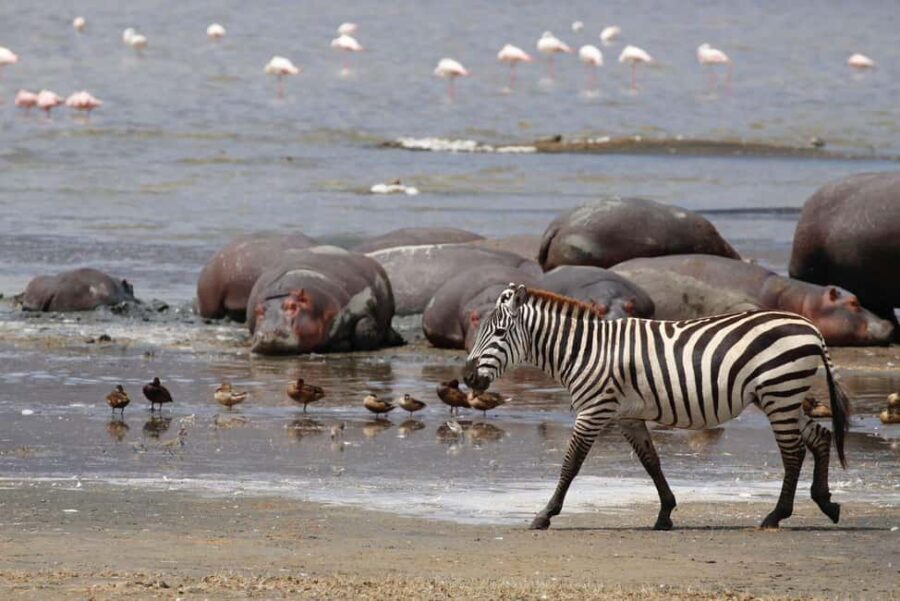 Arusha: 6-Day Best of Northern Circuit Adventure Safari - In-Depth Review of the 6-Day Safari Experience