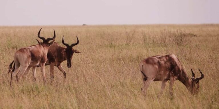 Arusha: 7-Day Safari Tour with Materuni Waterfalls Hike - Practicalities and Value