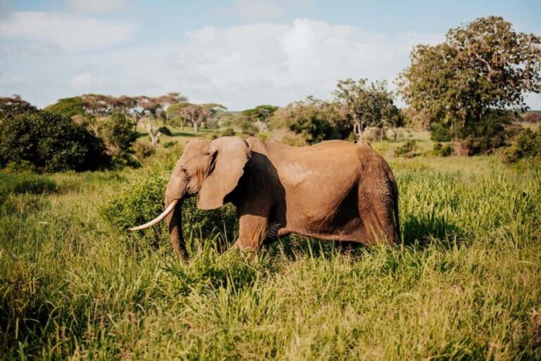 Arusha: 7-Day Tanzania Private Midrange Safari - The Practical Side