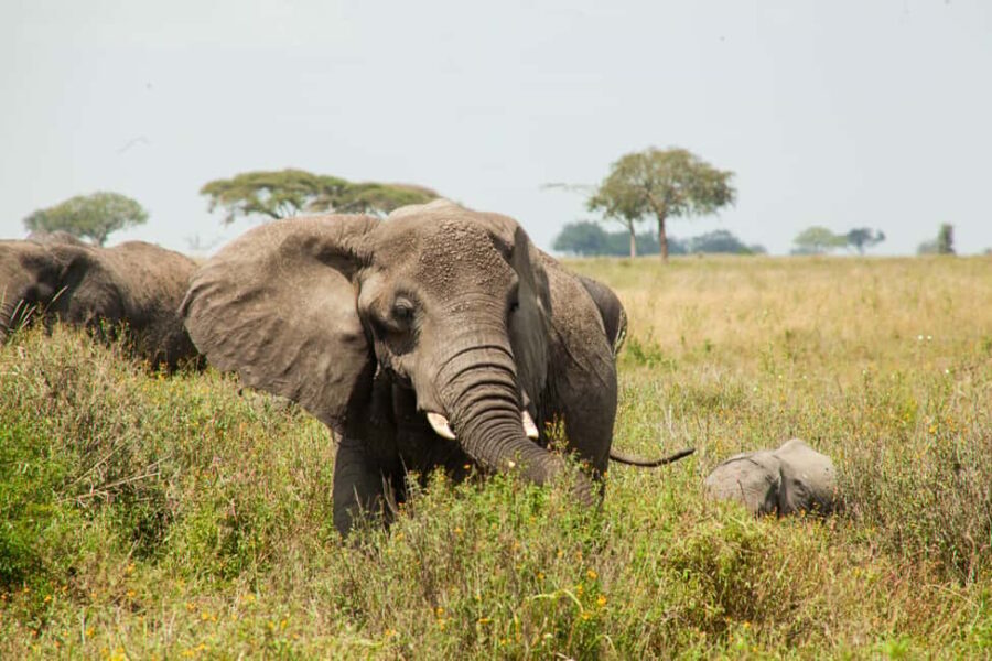 Arusha: 8-Day Safari to Tarangire, Serengeti and Ngorongoro - Day 1: Arrival in Arusha