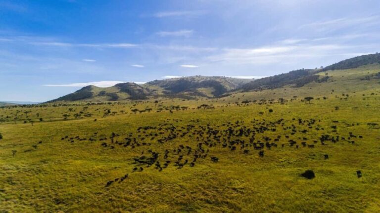 Arusha: 9 Day Multi-Park Flexible Migration Roundtrip safari - Transportation & Comfort