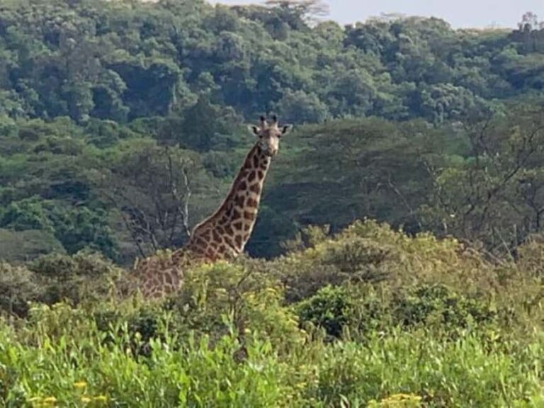 Arusha: Arusha National Park Day Tour - FAQs About the Arusha National Park Day Tour