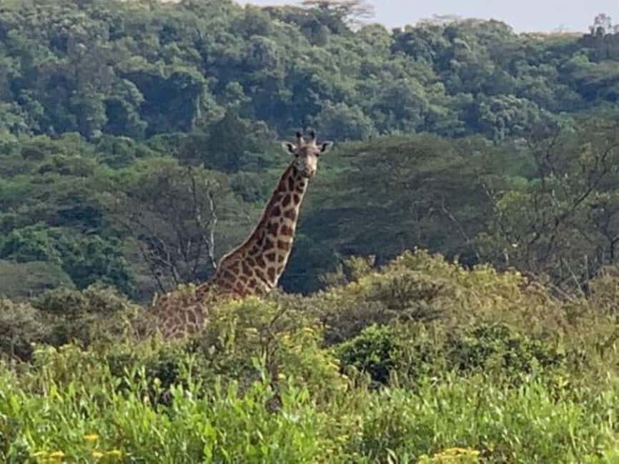 Arusha: Arusha National Park Day Tour - FAQs About the Arusha National Park Day Tour